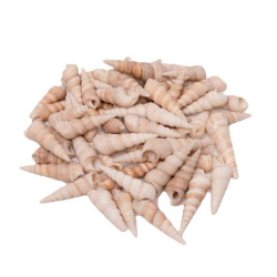 Coquillages turritella