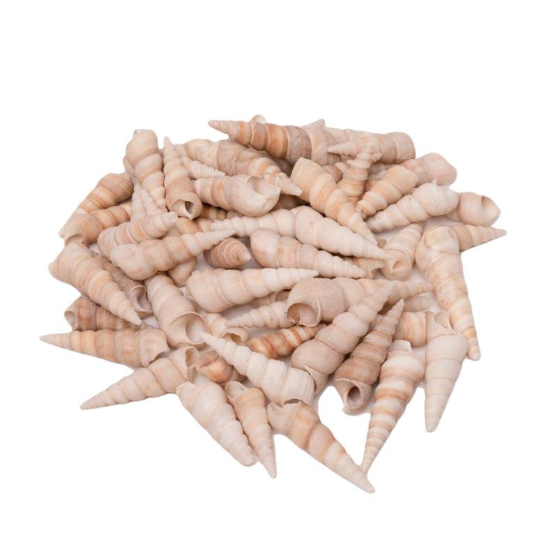 Coquillages turritella