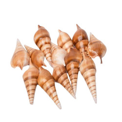 Coquillages tibia