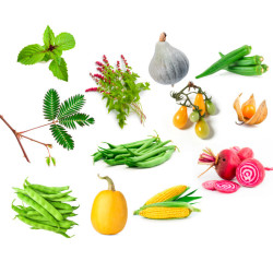 Les familles des légumes