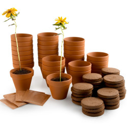 Atelier tournesol nain