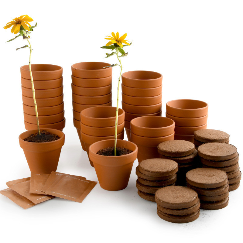 Atelier tournesol nain Atelier tournesol nain