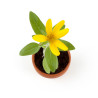 Atelier tournesol nain