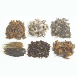 Plumes d'oiseaux