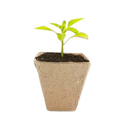 Pots biodégradables