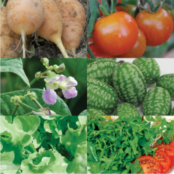 Ma 1ére plantation