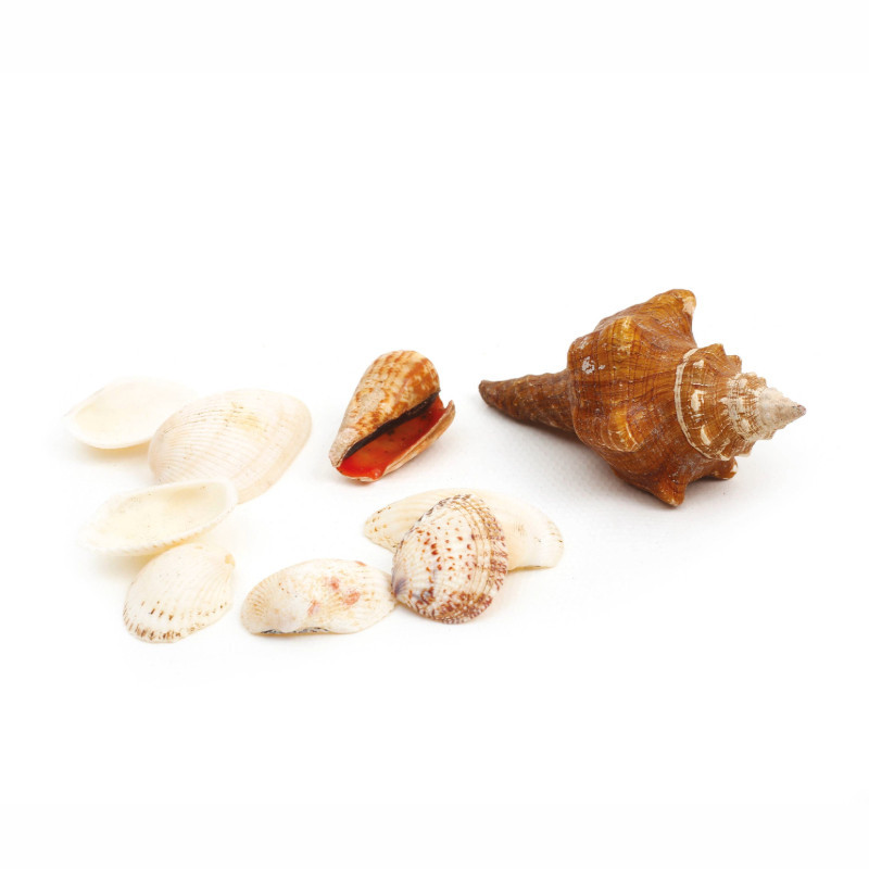 Coquillages Coquillages