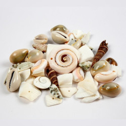 Perles coquillages