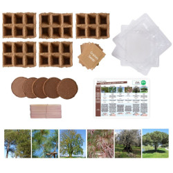 Les arbres de la forêt