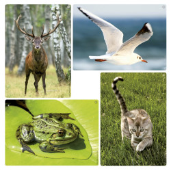 Imagier sonore des animaux
