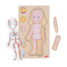 Puzzles anatomie