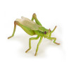 Insectes et jardin