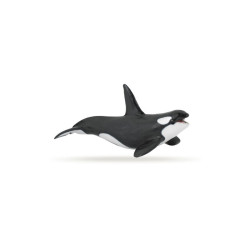 Les animaux marins